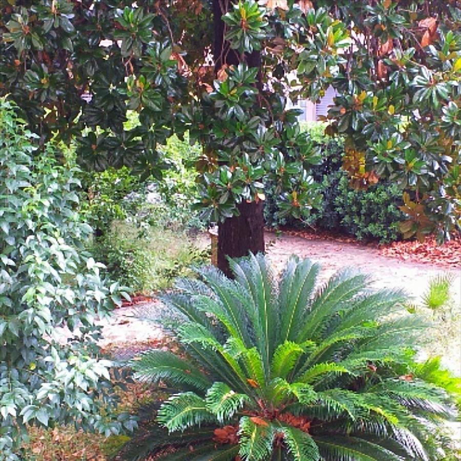 Un Giardino A Due Passi Dal Mare Lejlighed La Spezia Eksteriør billede